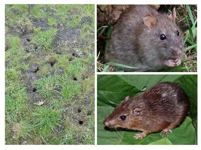 Spalax крысы моли pest сад стоковое фото. изображение насчитывающей блимпа  - 180155400