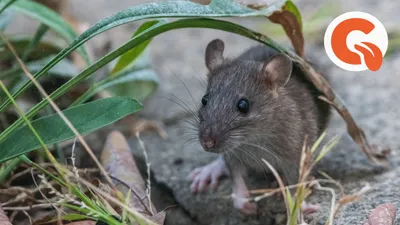 Spalax крысы моли pest сад стоковое фото. изображение насчитывающей редко -  180154912