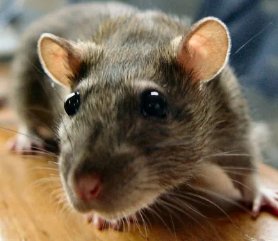 Как избавиться от крыс в частном доме и на участке: эффективные способы  борьбы | ivd.ru