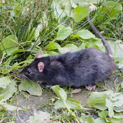 Как избавиться от земляных крыс с помощью хвои