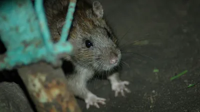 Земляная крыса в огороде - фото и методы борьбы