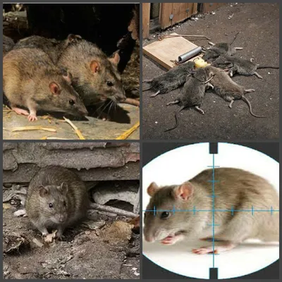 Фотографии, передающие атмосферу и эмоции: дикие крысы | Дикие крысы Фото  №995413 скачать