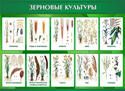 Основные выращиваемые в РФ зерновые культуры