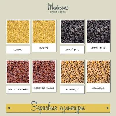 Зерновые культуры: продажа, цена в Гродно. Изготовление информационных  стендов от \"\"Пингвины\" Студия рекламы Гродно - широкоформатная печать,  полиграфия, сувениры\" - 81083300