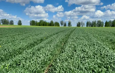 Зерновые культуры | Syngenta