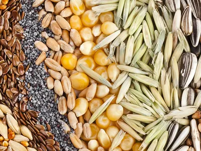 Зерновые культуры | Syngenta