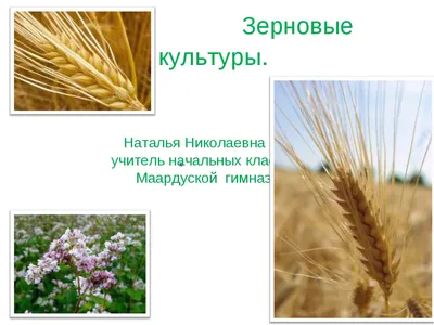 Зерновые культуры строение и развитие