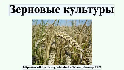 зерновые культуры и зерновые травяные растения. зерно кукурузы кукурузы  амарант и семена квиноа Иллюстрация вектора - иллюстрации насчитывающей  элемент, аграрным: 227300971