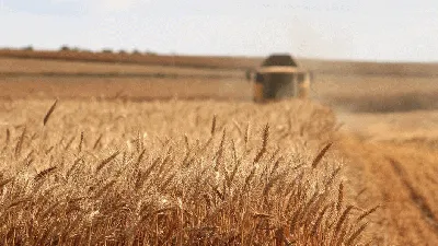 Зерновые культуры купить в Похребне