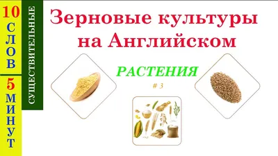 Зерновые культуры: виды, сорта, особенности