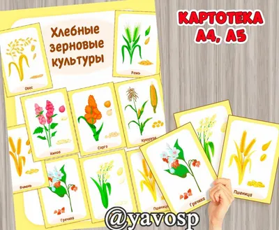 Зерновые культуры на английском языке - YouTube