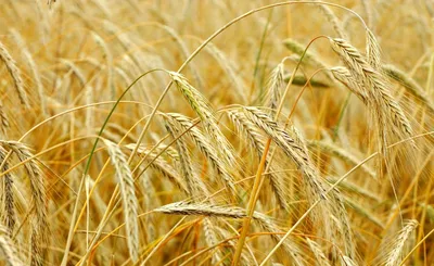 Зерновые культуры | Сельхозпродукция от АО «Винсадское»