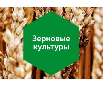 Зерновые культуры: Выращивание, уборка, доработка и использование (Russian  Edition): Шпаар, Дитер: 9785519032292: Amazon.com: Books