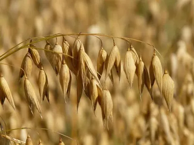 Выращивание и продажа зерновых культур - Агро - Рист