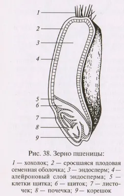 Зерновые и бобовые культуры