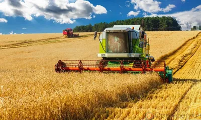 Продажа Яровые зерновые культуры в Беларуси