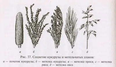 Зерновые культуры строение и развитие