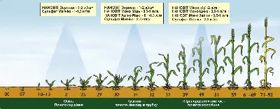 Зерновые культуры