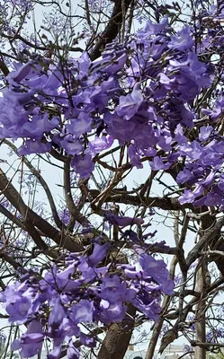 Уникальное цветение Жакаранды: бесплатные обои для вашего устройства