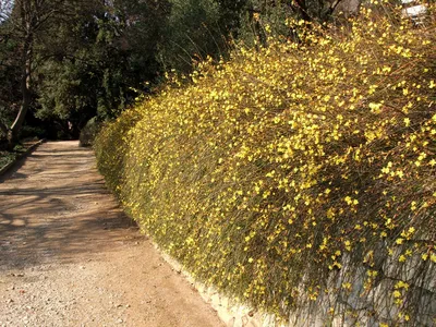 Жасмин голоцветковый | Никитский ботанический сад