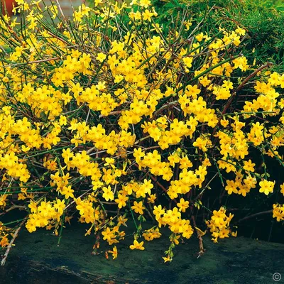 Прочие растения для патио и контейнерного выращивания : Jasminum nudiflorum  — Жасмин зимний или голоцветковый.