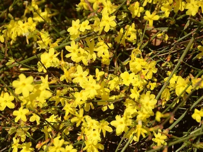 Жасмин голоцветковый (Jasminum nudiflorum) - PictureThis