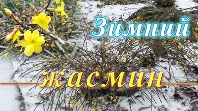 Жасмин голоцветковый купить выгодно✵Сады-Эдема.рф – интернет магазин  растений для сада