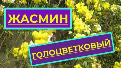Жасмин голоцветковый купить в Москве в интернет-магазине Семена цветов
