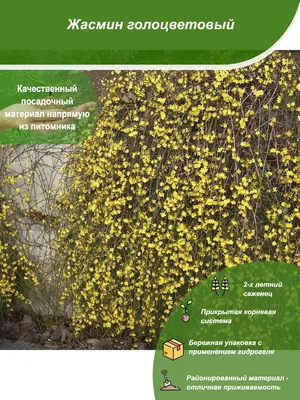 Жасмин голоцветковый (зимний), краткая информация, описание жасмина  итальянского, китайского - YouTube