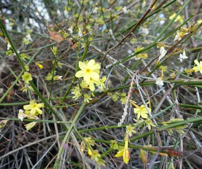 Жасмин голоцветковый (Jasminum nudiflorum) — описание, выращивание, фото |  на LePlants.ru