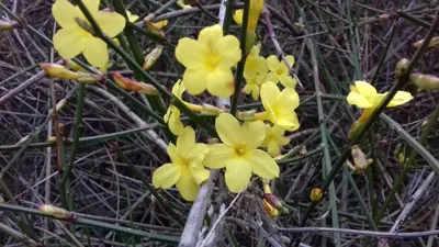 Растения Крыма::Жасмин голоцветквый