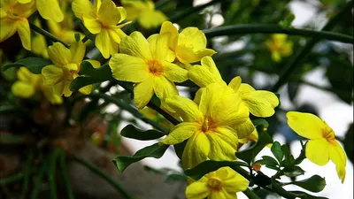 Жасмин голоцветковый или зимний (Jasminum nudiflorum). Лиственный куст с  длинными как у лианы, тонкими, ниспадающими побегами, которые нуждаются в  опоре.... | By Велес Садовый Центр | Facebook