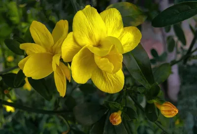 Jasminum nudiflorum - Изображение особи - Плантариум