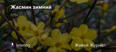 Жасмин голоцветковый | molbiol.ru