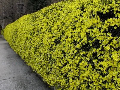 Жасмин голоцветковый (Jasminum nudiflorum) - PictureThis