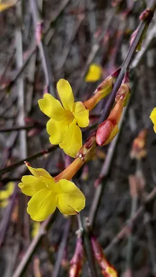 Жасмин голоцветковый или голоцветный (Jasminum nudiflorum), жасмин зимний -  «Каскады желто-солнечных цветов посреди зимы – в саду и дома. 🌞 Можно  формировать в произвольной форме. Находка для террасированных участков и  живых изгородей» | отзывы