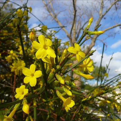 Жасмин голоцветковый (nudiflorum) - саженцы купить в Астане, доставка  почтой по Казахстану, недорого в интернет-магазине, цены