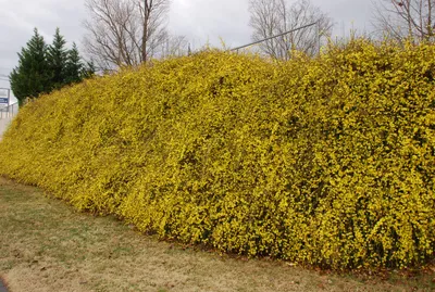 Jasminum nudiflorum — Жасмин зимний или голоцветковый | sadko.by