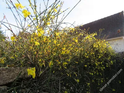 Коллекции растений ЦСБС СО РАН - Jasminum nudiflorum Lindl. – Жасмин  голоцветковый