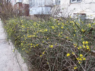 В Запорожье цветет жасмин, а в Одессе — календула: фото – Рубрика