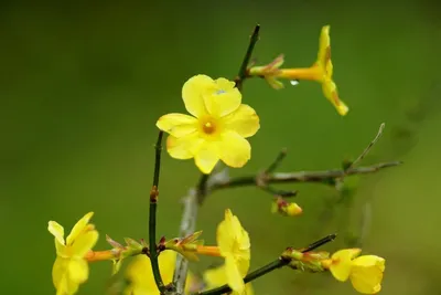 Желтые цветочки у соседки 26/01/2018 (Жасмин голоцветковый (Jasminum  nudiflorum)) - Альбомы - tomat-pomidor.com