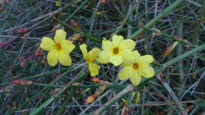 Jasminum nudiflorum - Image of an specimen - Plantarium