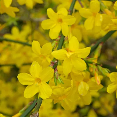 Вьющиеся растения : Jasminum nudiflorum — Жасмин зимний или голоцветковый