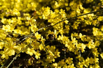 Очередное чудо природы: в Запорожье в январе цветет жасмин (ФОТО) | Мрия  Запорожье