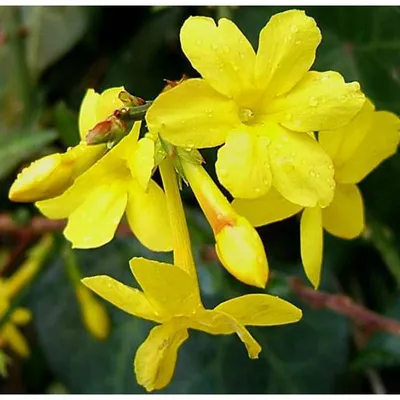 Желтый Nudiflorum жасмин Jasminum в саду Стоковое Фото - изображение  насчитывающей обваловки, стена: 195207340