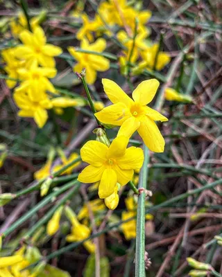 Jasminum nudiflorum — Жасмин зимний или голоцветковый. | sadko.by