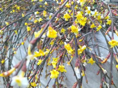 Жасмин голоцветковый или голоцветный (Jasminum nudiflorum), жасмин зимний -  «Каскады желто-солнечных цветов посреди зимы – в саду и дома. 🌞 Можно  формировать в произвольной форме. Находка для террасированных участков и  живых изгородей» | отзывы