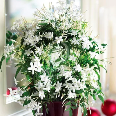 жасмин цветок красивый фон И картинка для бесплатной загрузки - Pngtree