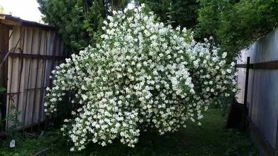 Жасмин садовый (Чубушник) Воздушный десант (Земляничный), купить саженцы  Жасмина садового (Чубушника) Воздушный десант (Земляничный) в Москве в  питомнике недорого!