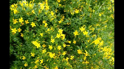 Жасмин жёлтый, или кустарниковый | Jasminum fruticans - YouTube